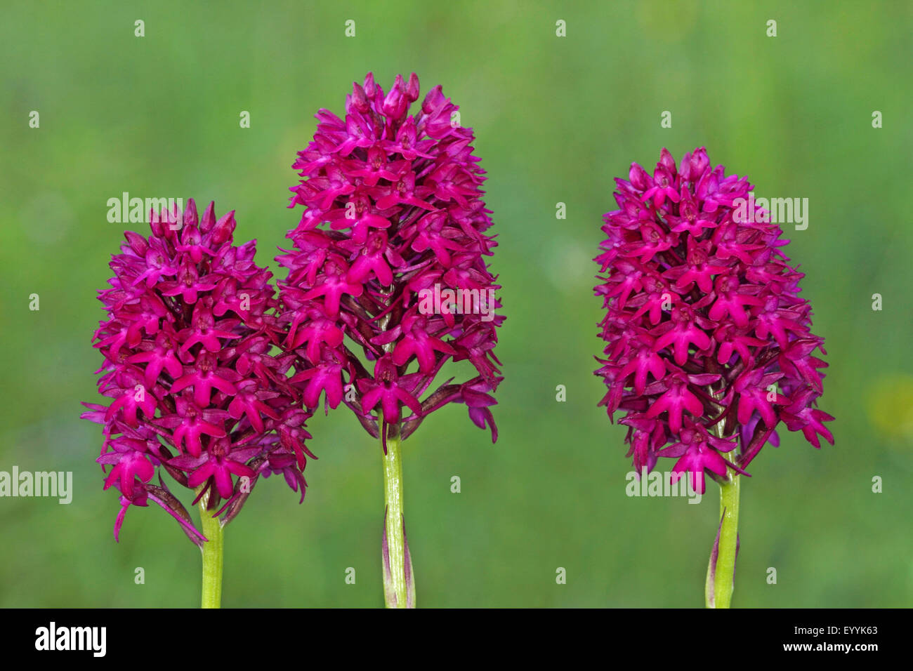 Pyramidal orchid (Anacamptis pyramidalis, Orchis pyramidalis), three inflorescences, Germany Stock Photo