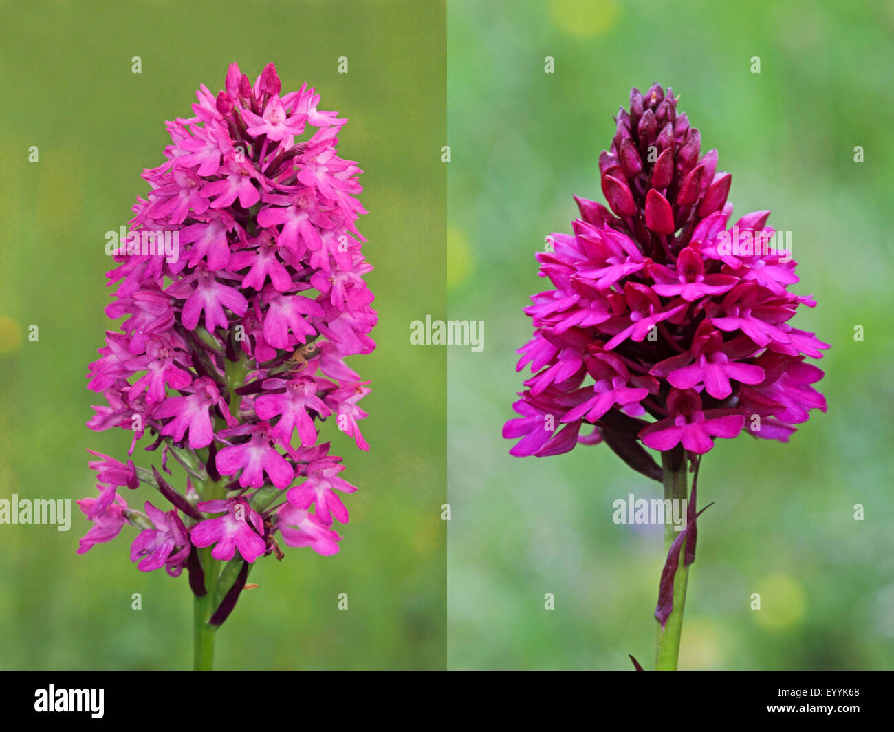 Pyramidal orchid (Anacamptis pyramidalis, Orchis pyramidalis), composing of two pictures, Germany Stock Photo