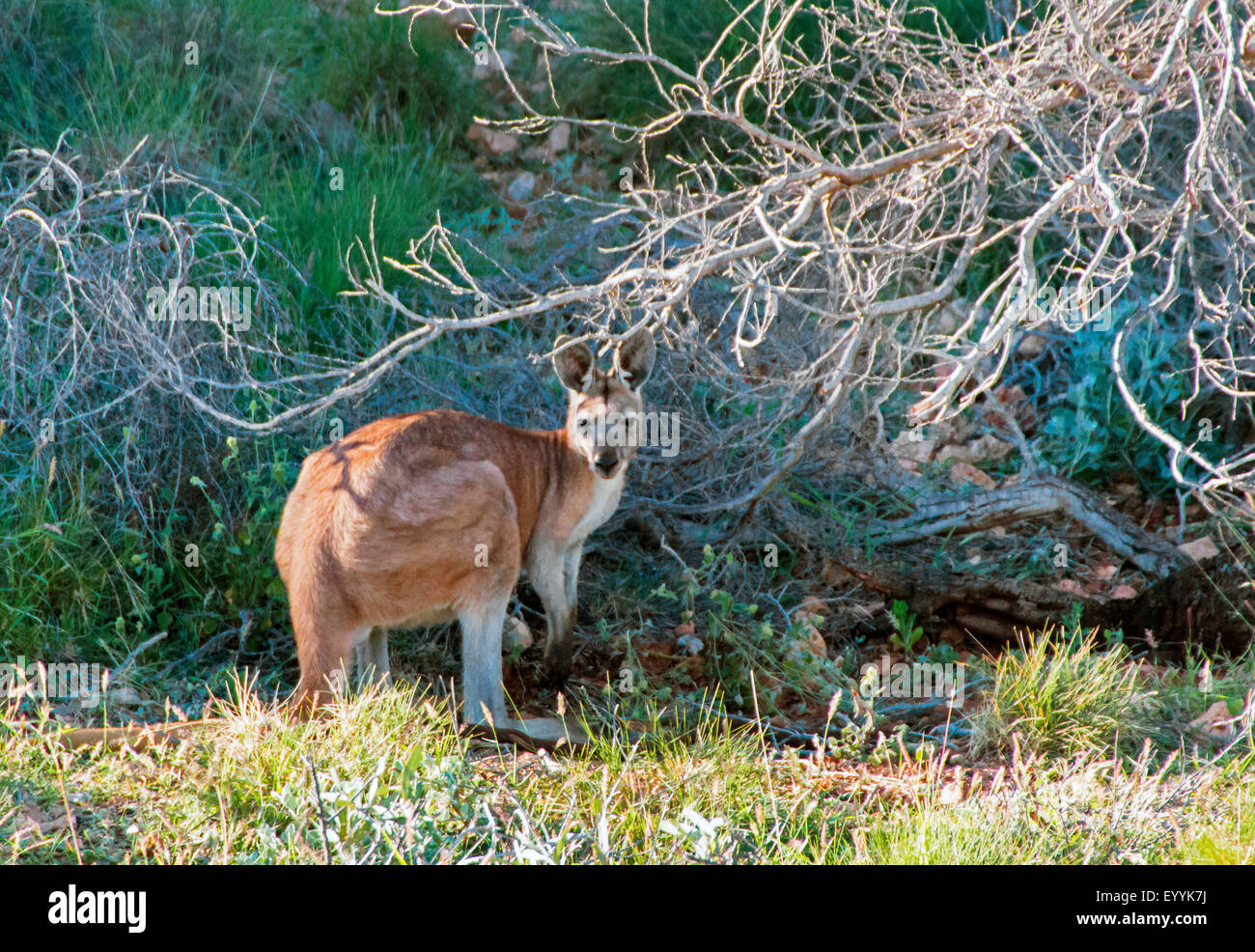 red kangaroo, plains Kangaroo, blue flier (Macropus rufus, Megaleia ...