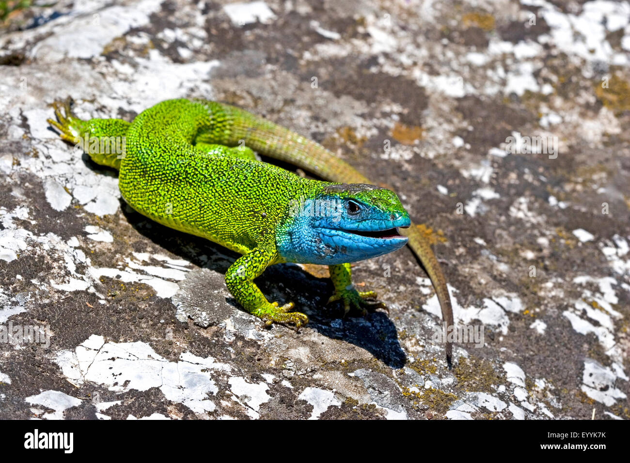 Eastern Green Lizard, European green lizard, Emerald lizard (Lacerta viridis, Lacerta viridis viridis), rich colouring male on a stone Stock Photo