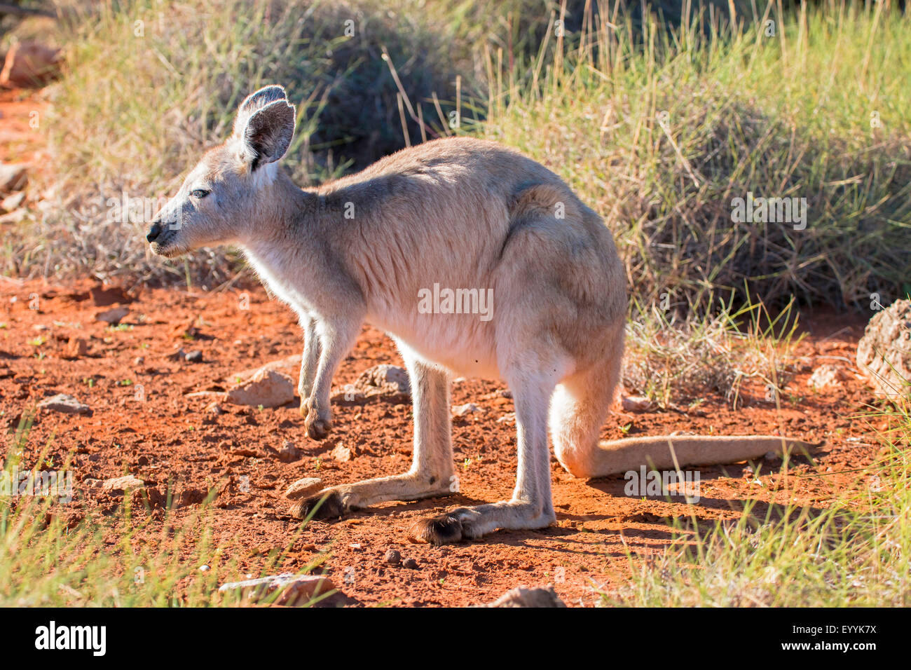 The wallaroos hires stock photography and images Alamy