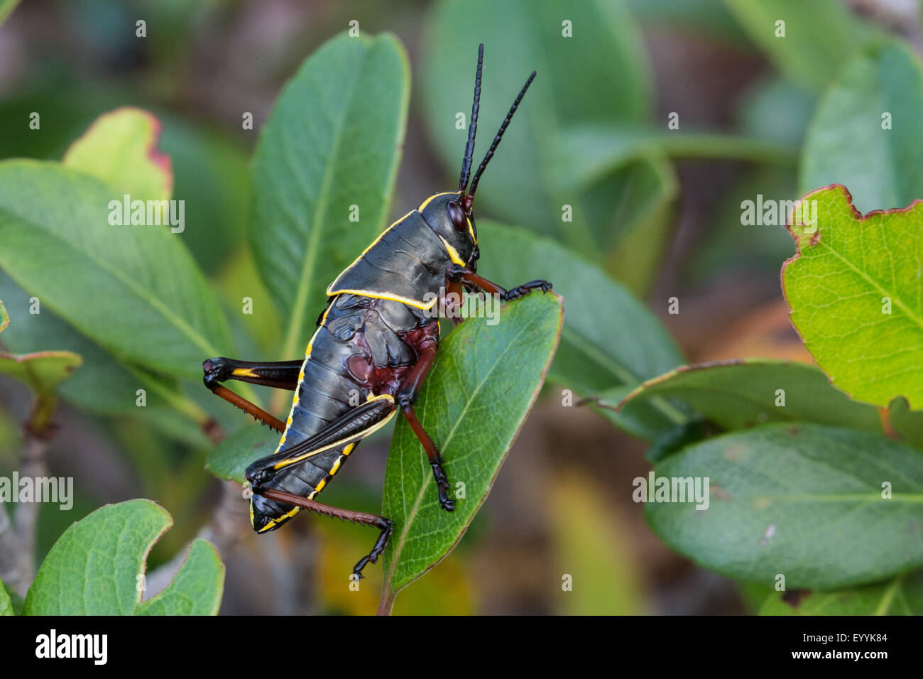 Eastern lubber grasshopper (Romalea microptera), nymph, USA, Florida Stock Photo