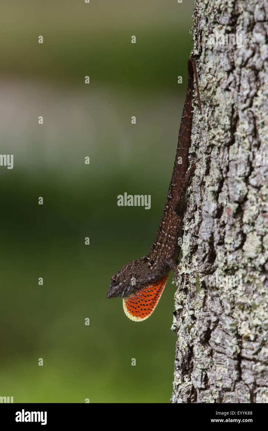 Brown anole, Cuban anole (Anolis sagrei, Norops sagrei), male displaying its dewlap, USA, Florida Stock Photo