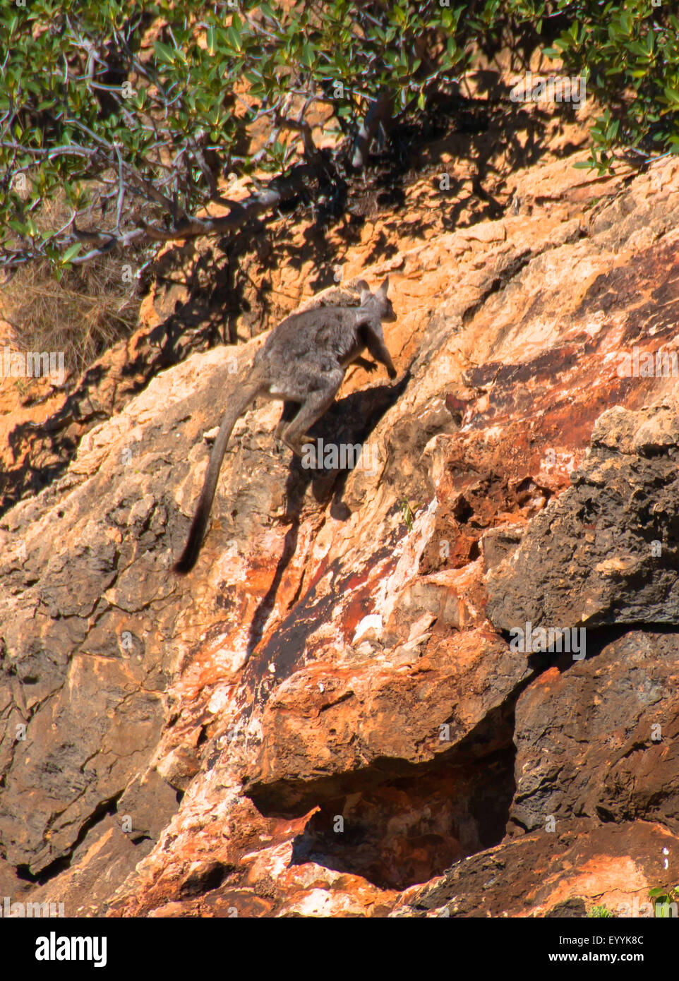 yellow-footed rock wallaby (Petrogale xanthopus), jumps on a rock, Australia, Western Australia, Cape Range National Park, Yardie Creek Gorge Stock Photo