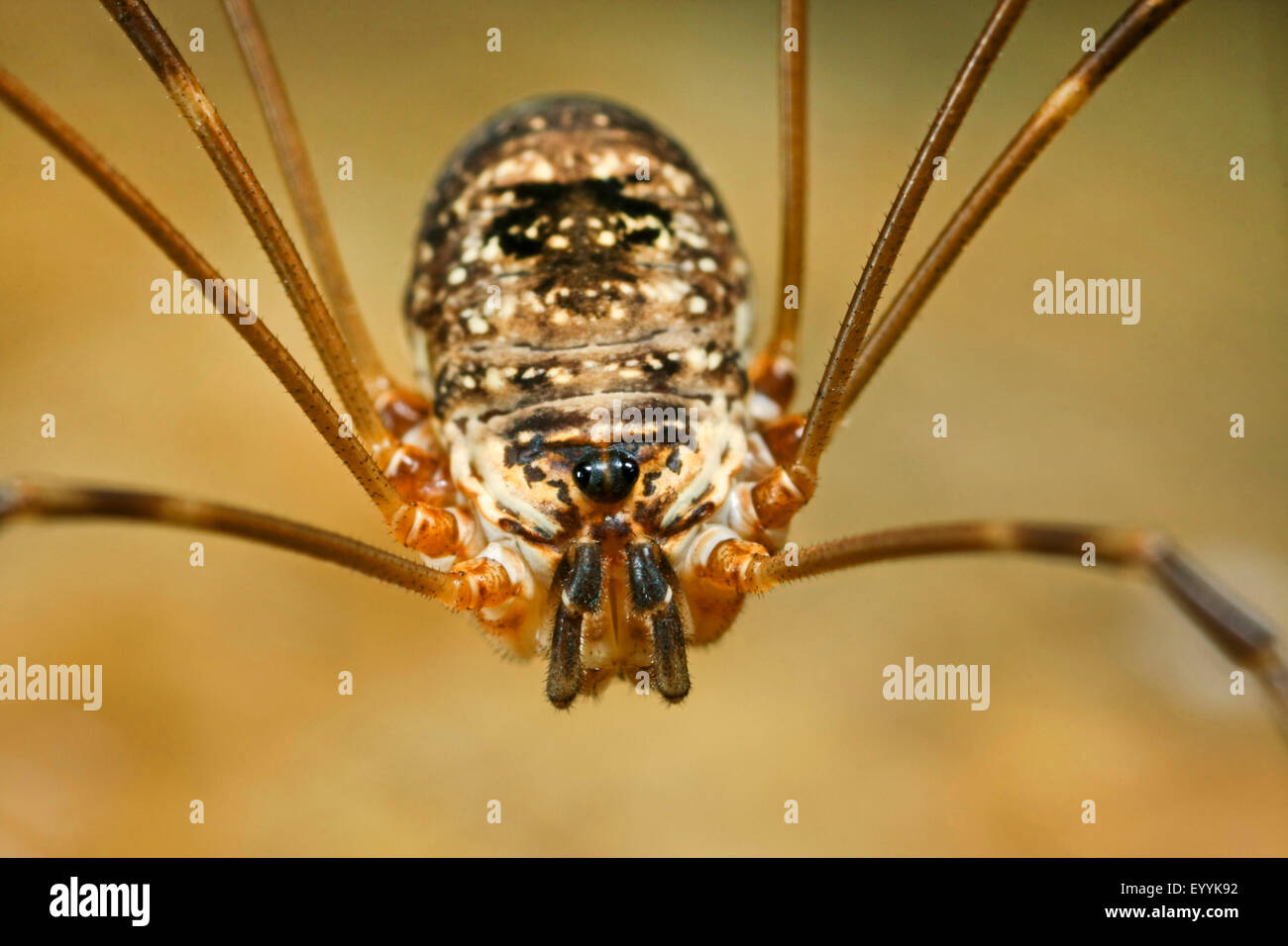 Harvestman, Daddy longleg, Daddy-long-leg (Amilenus aurantiacus, Leiobunum aurantiacum, Nelima aurantiaca), body, Germany Stock Photo