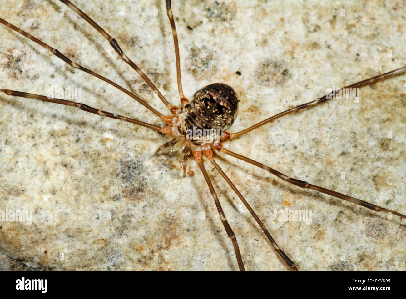 Harvestman, Daddy longleg, Daddy-long-leg (Amilenus aurantiacus, Leiobunum aurantiacum, Nelima aurantiaca), on a stone, Germany Stock Photo