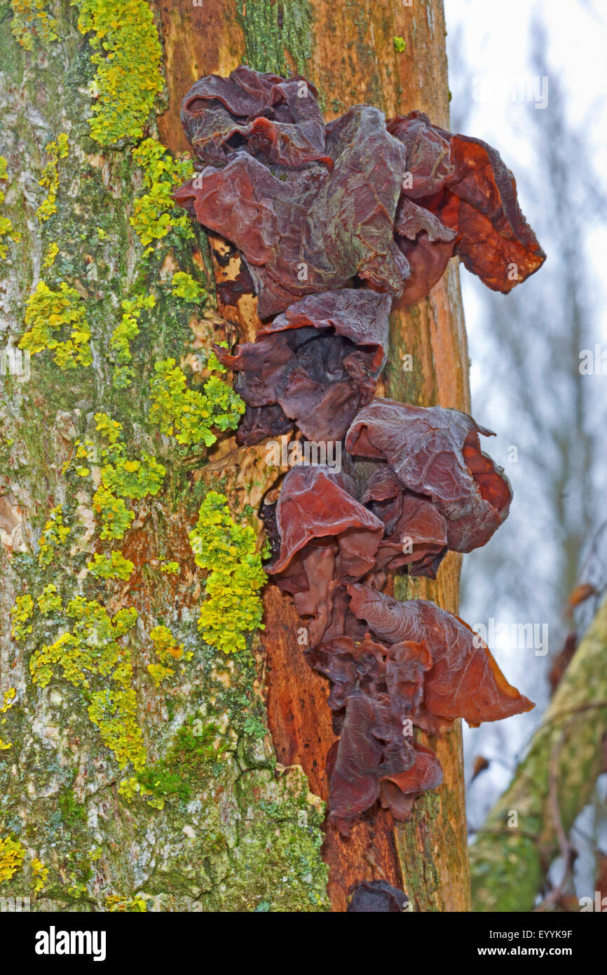 Jelly ear (Auricularia auricula-judae, Hirneola auricula-judae), fruiting bodies in lichened deadwood, Germany Stock Photo