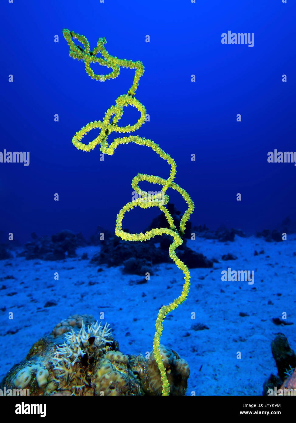 coiled wire coral, whip coral (Cirripathes anguina, Cirrhipathes anguina), on sea ground, Egypt, Red Sea, Safaga Stock Photo