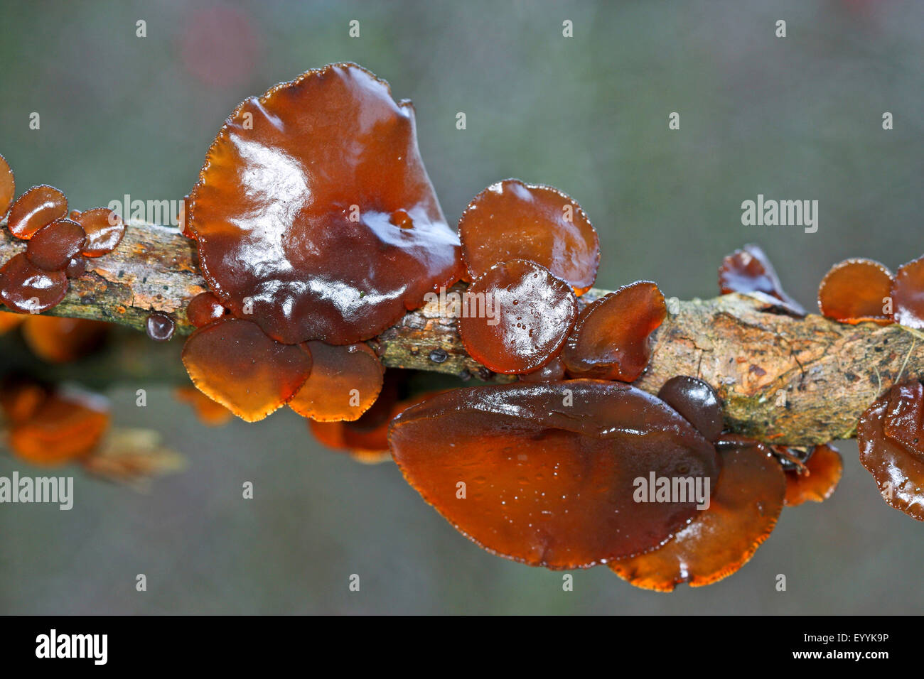 Exidia recisa, willow brain, amber jelly roll, fruiting bodies at a branch, Germany Stock Photo