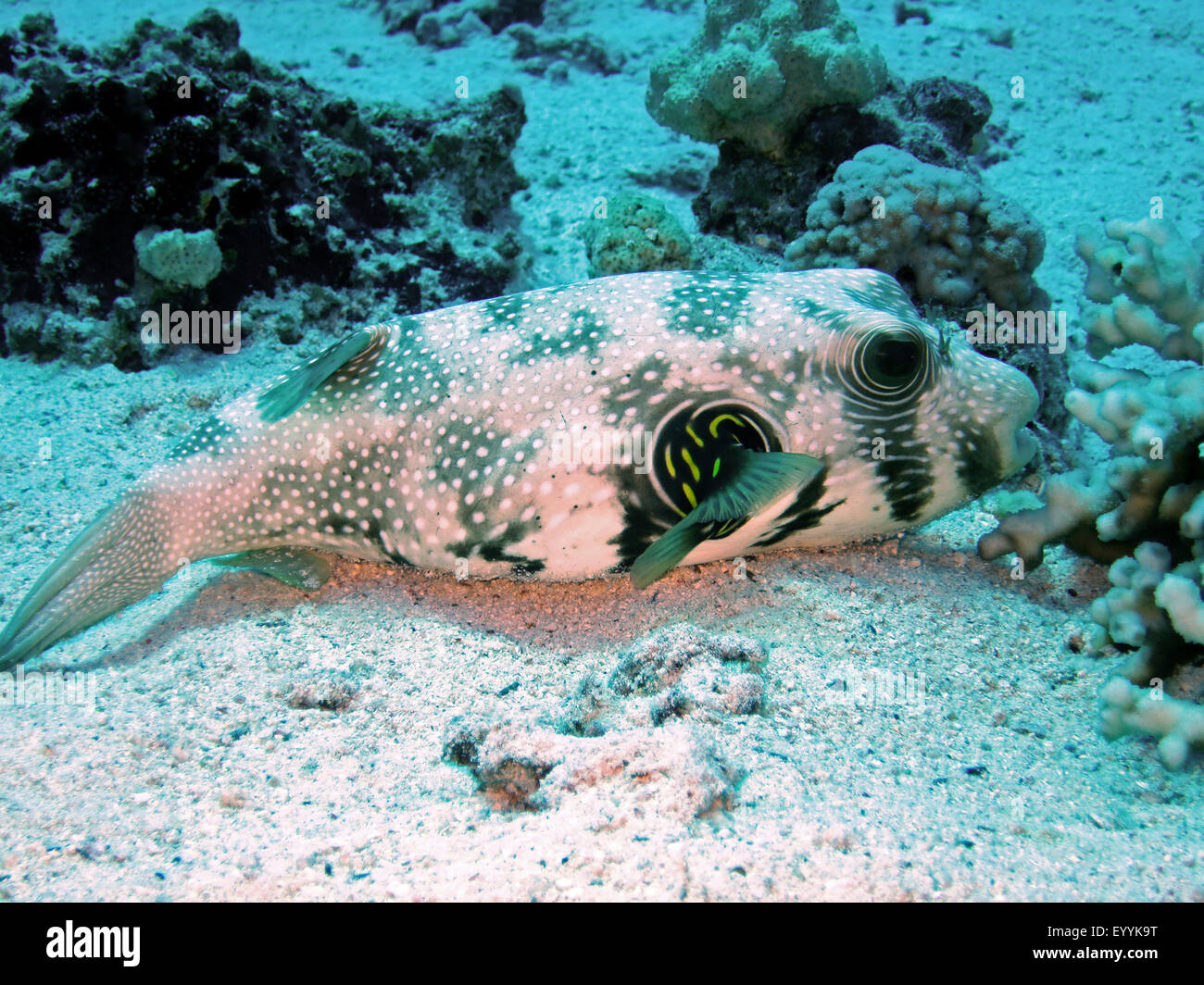 toby, blaasop, toadfish, white-spotted puffer (Arothron hispidus), on sea ground, Egypt, Red Sea, Safaga Stock Photo
