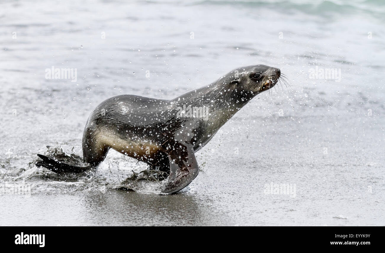 Ortarlidae hires stock photography and images Alamy