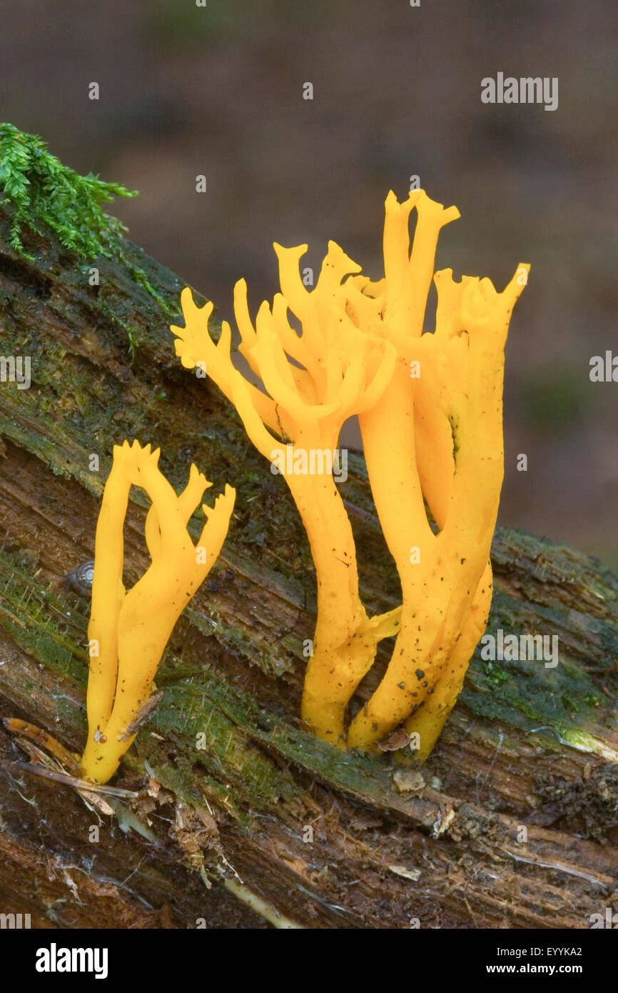 Yellow staghorn, Yellow stagshorn (Calocera viscosa, Tylophilus fellus), fruiting bodies on deadwood, Germany Stock Photo