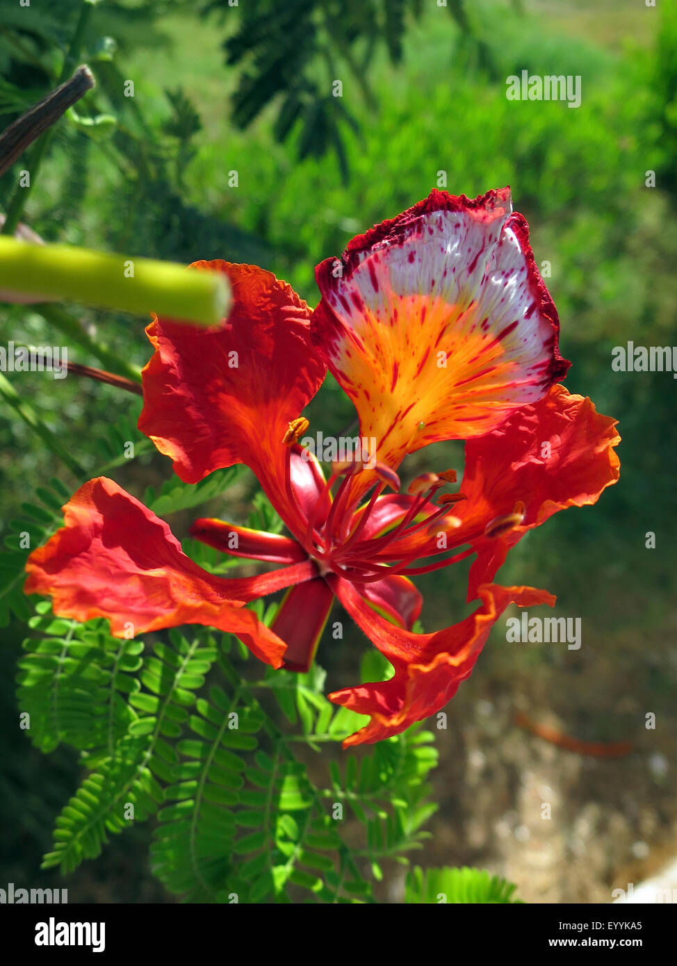 Royal poinciana, Flamboyant, Flame tree (Delonix regia), flower, Egypt, Safaga Stock Photo