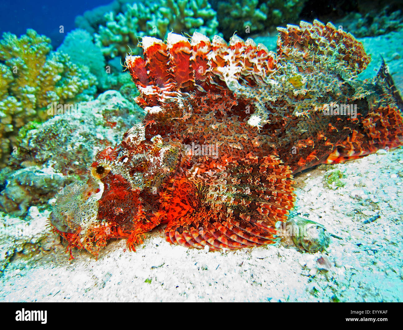 tassled scorpionfish, smallscale scorpionfish, flathead scorpionfish (Scorpaenopsis oxycephalus), on sea ground, Egypt, Red Sea, Safaga Stock Photo