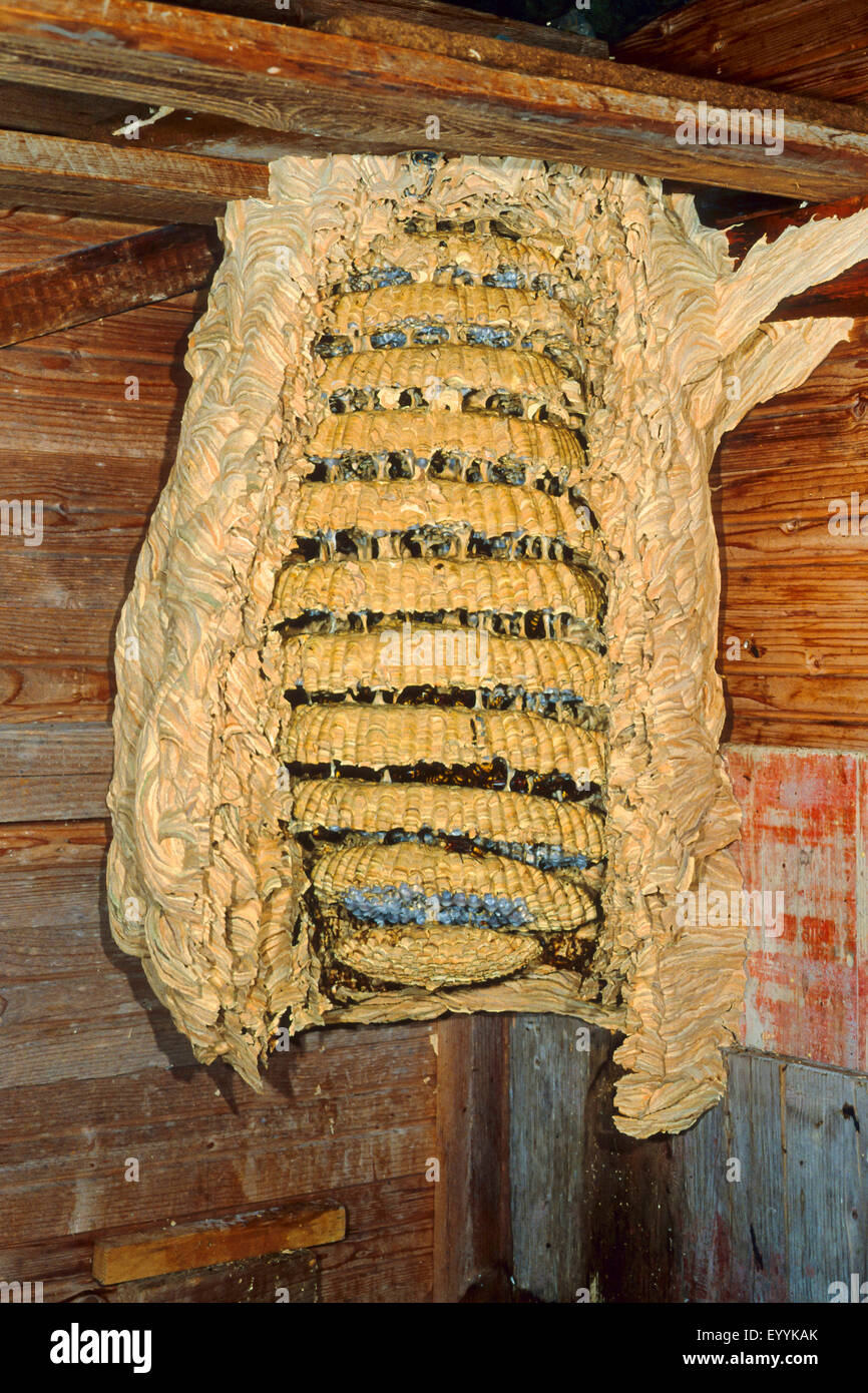 hornet, brown hornet, European hornet (Vespa crabro), large opened hornet nest in a hut, Germany Stock Photo