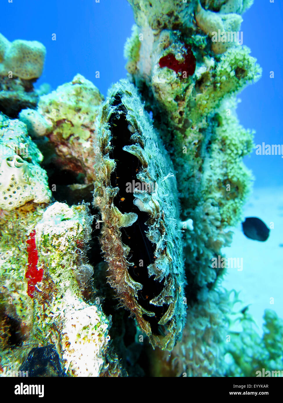 pearl-oyster (Pinctada spec.), at a coral reef, Egypt, Red Sea, Safaga Stock Photo
