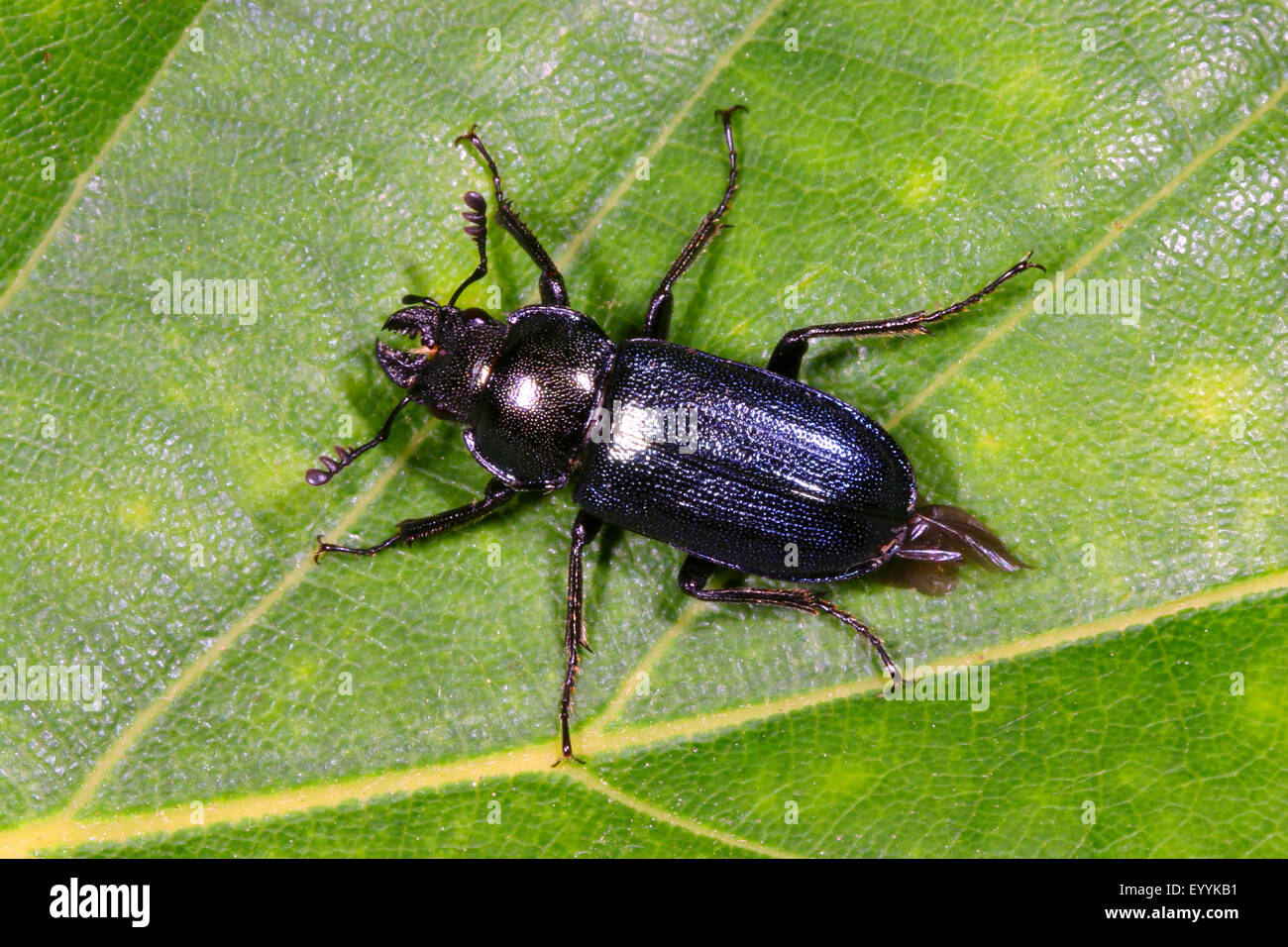 Platycerus cribatus, Blue Stag Beetle (Platycerus caraboides, Systenocerus cribatus, Platycerus  cribatus), male on a leaf, Germany Stock Photo