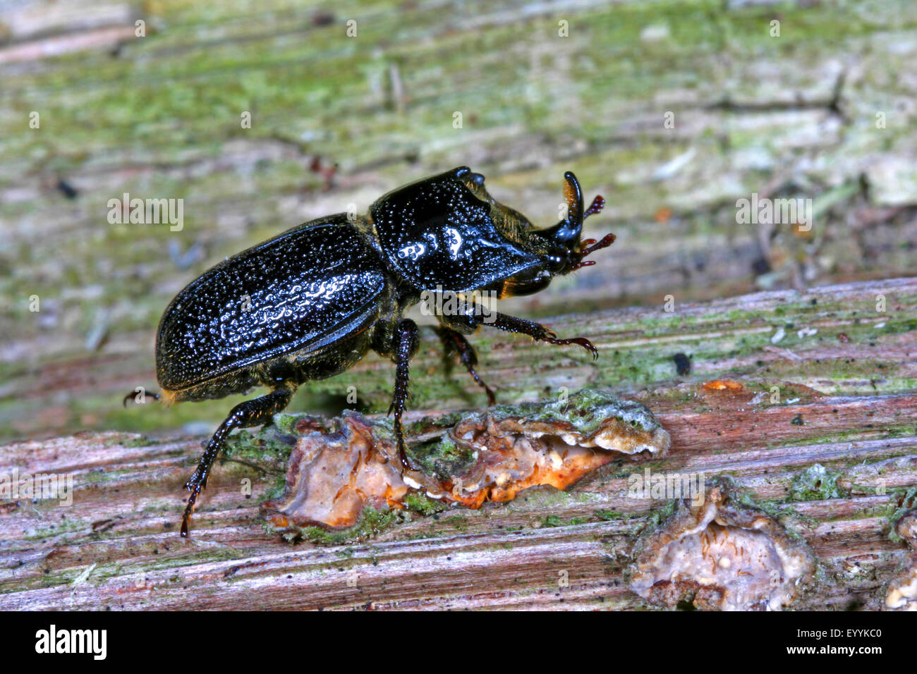 rhinoceros beetle, small European rhinoceros beetle (Sinodendron cylindricum), male on bark, Germany Stock Photo