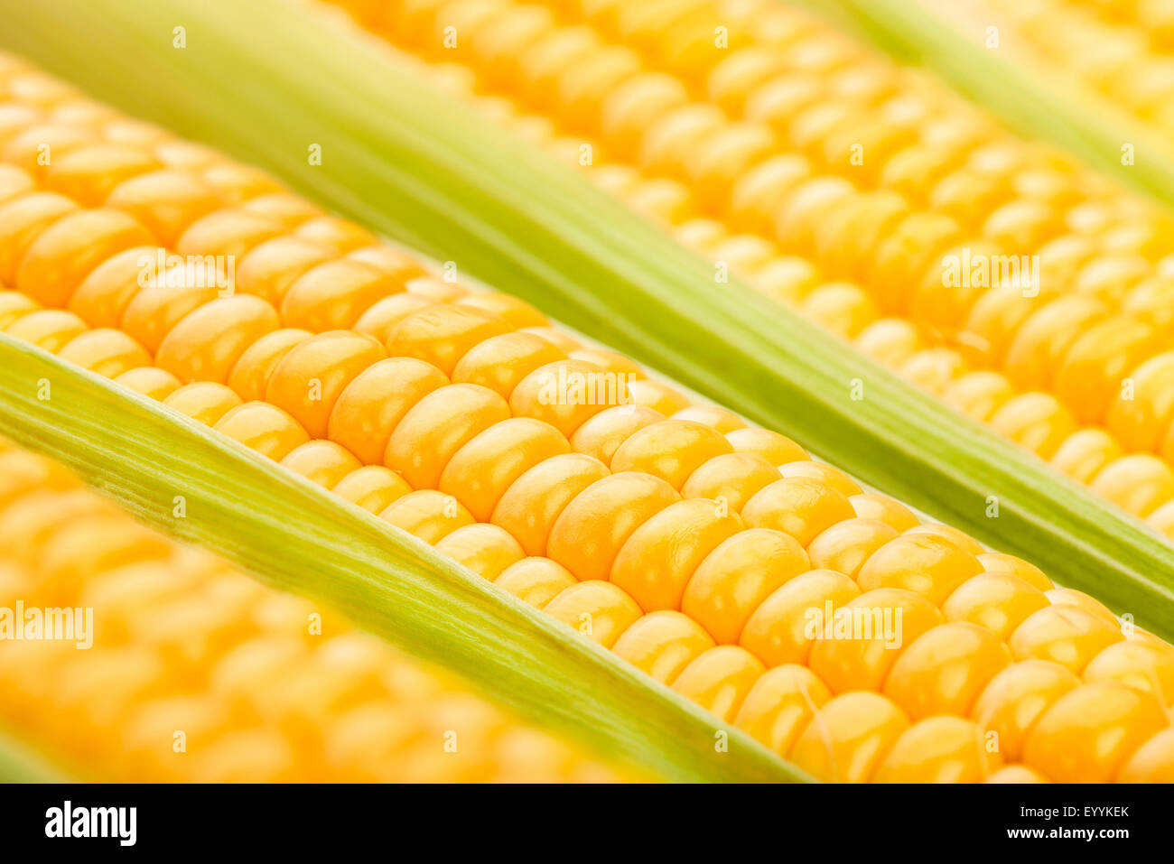 corn closeup Stock Photo