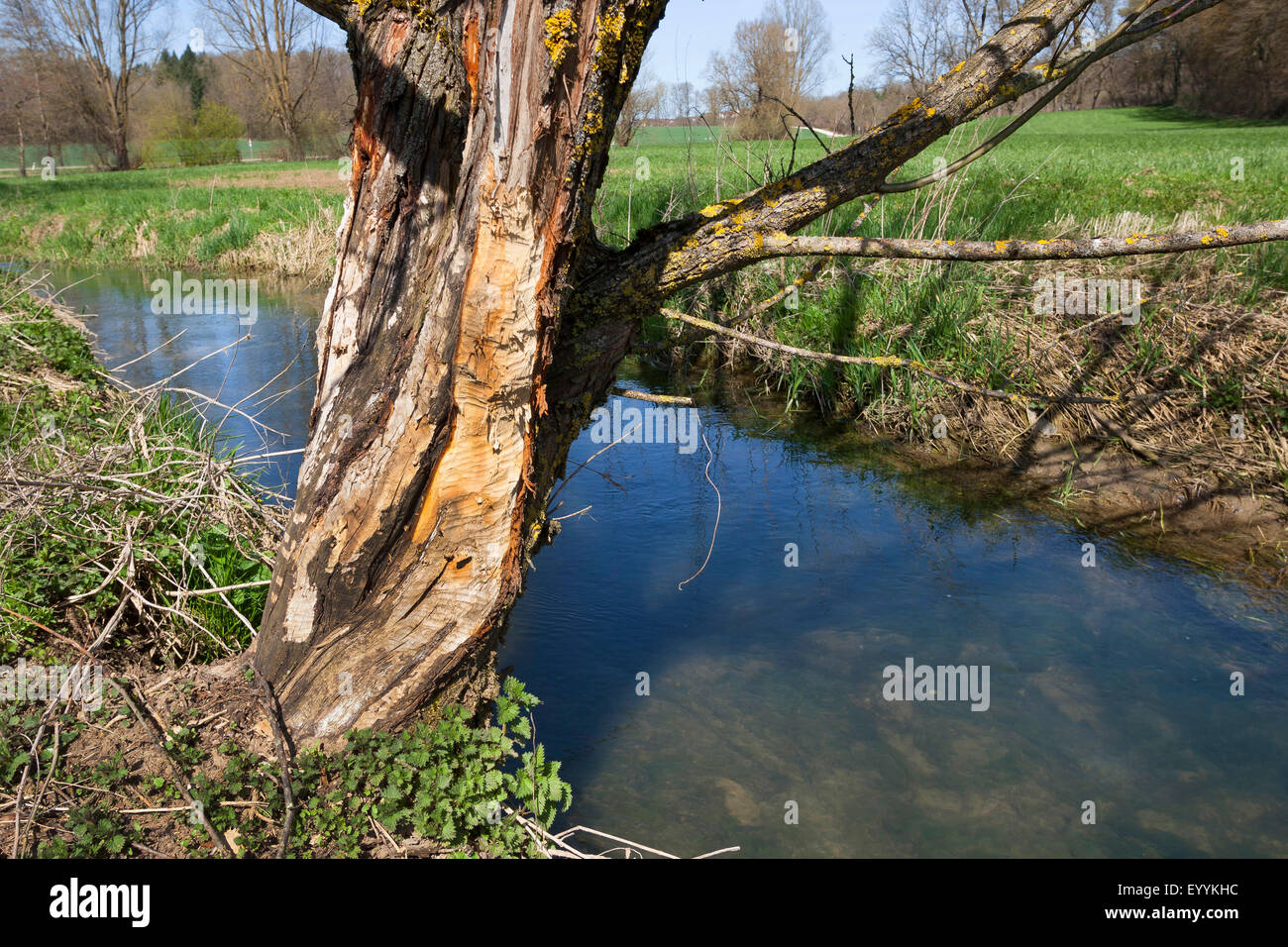 Eurasian beaver, European beaver (Castor fiber), beaver tree on brookside, Germany Stock Photo