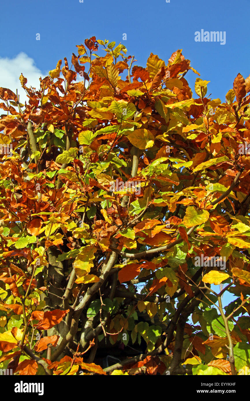 common beech (Fagus sylvatica), beech hedge with autumn leaves, Germany, North Rhine-Westphalia Stock Photo