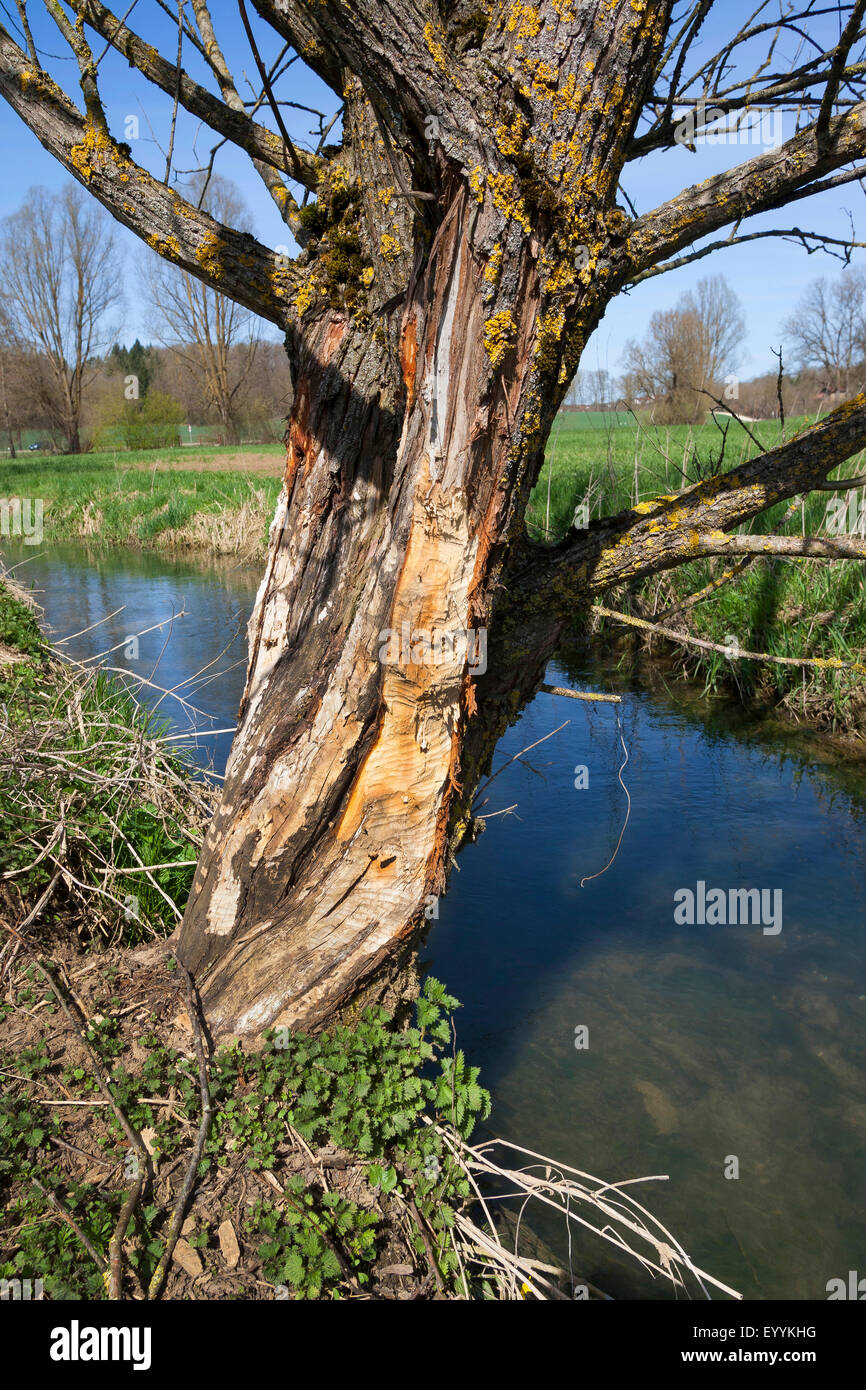 Eurasian beaver, European beaver (Castor fiber), beaver tree on brookside, Germany Stock Photo