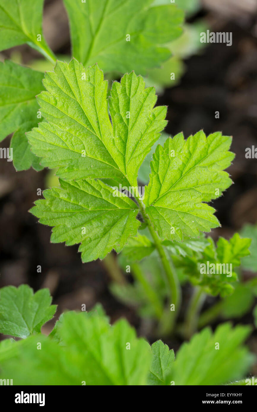 common avens, wood avens, clover-root (Geum urbanum), leaves shortly before flowering, Germany Stock Photo
