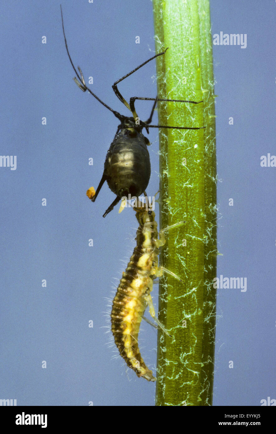 Green lacewings, Green lace-wings (Chrysoperla carnea, Chrysopa carnea, Anisochrysa carnea), larva preying on a plant louse at a stem, Germany Stock Photo