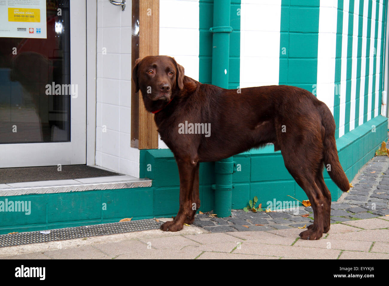 Labrador Retriever (Canis lupus f. familiaris), Labrador waiting before the entrance of a butchery, Germany Stock Photo