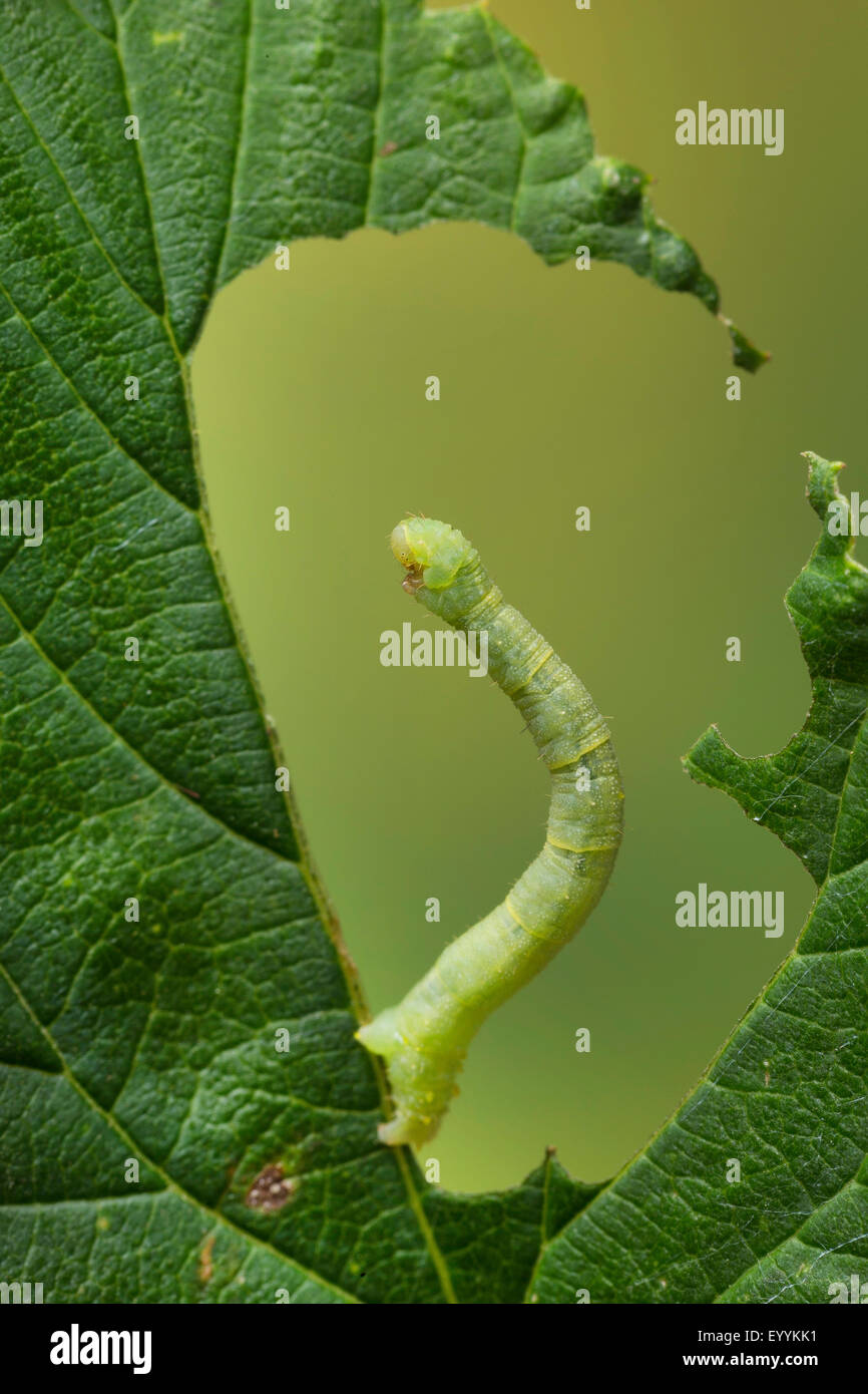 Currant pug moth (Eupithecia assimilata), caterpillar eating at hop leaf, Germany Stock Photo