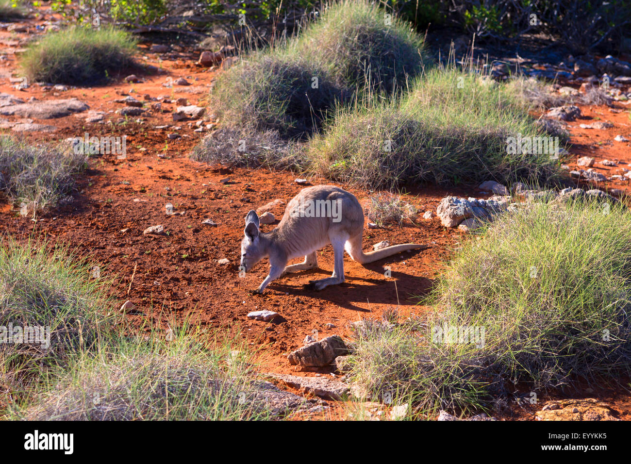 wallaroo, common wallaroo, euro, hill kangaroo (Macropus robustus), on the feed, Australia, Western Australia, Cape Range National Park, Yardie Creek Gorge Stock Photo