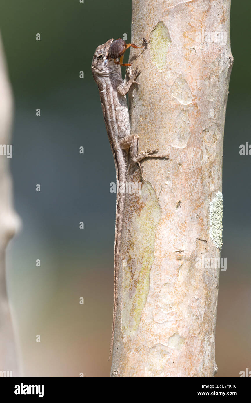 Brown anole, Cuban anole (Anolis sagrei, Norops sagrei), female feeds a cockroach, USA, Florida, Kissimmee Stock Photo