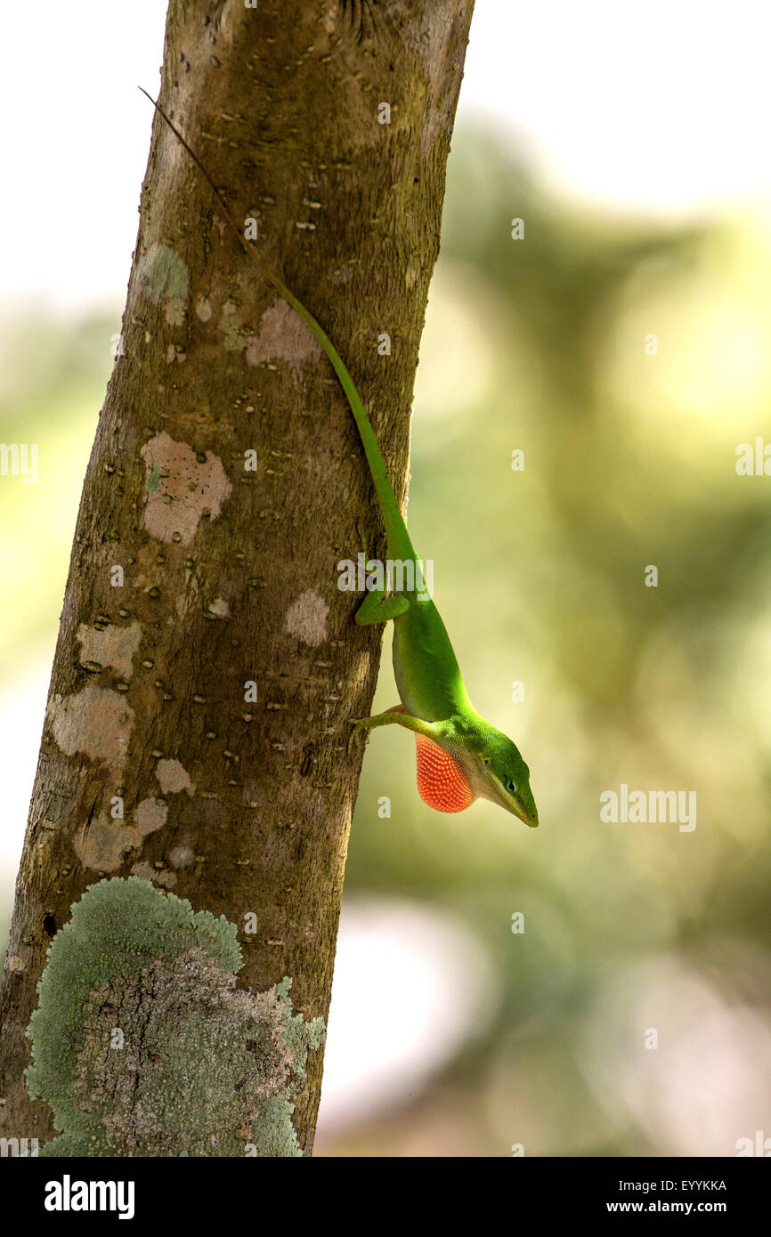 green anole (Anolis carolinensis), male displaying its dewlap, USA, Florida, Kissimmee Stock Photo