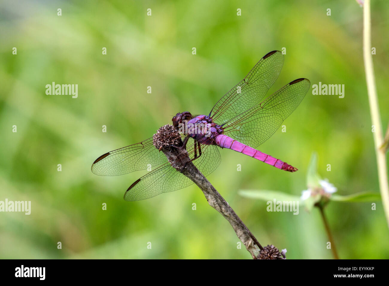 Antillean Skimmer (Orthemis spec.), on its outlook, USA, Florida, Tampa Stock Photo