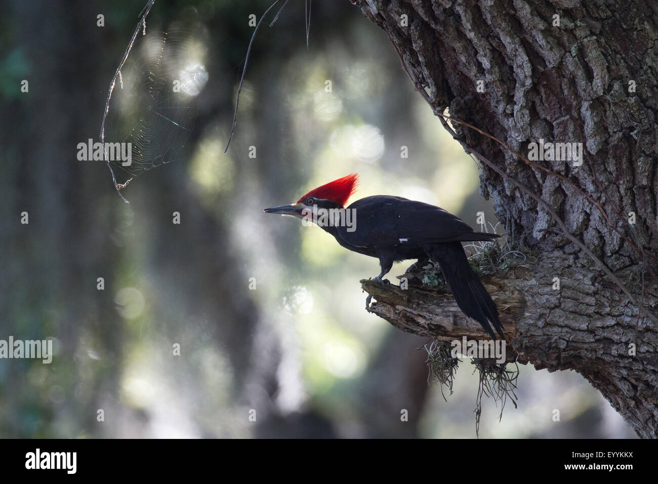 Pileated woodpecker (Dryocopus pileatus), male on the feed at a tree trunk, USA, Florida, Kissimmee Stock Photo