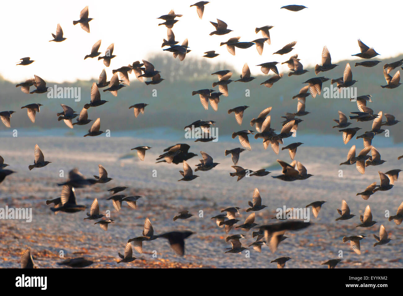 common starling (Sturnus vulgaris), flock in backlight, Germany, Schleswig-Holstein, Heligoland Stock Photo