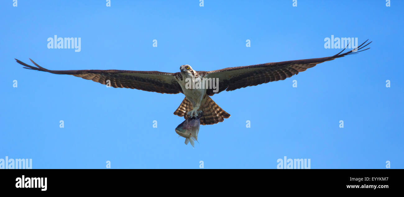 osprey, fish hawk (Pandion haliaetus), flying with caught Tilapia, USA, Florida, Kissimmee Stock Photo