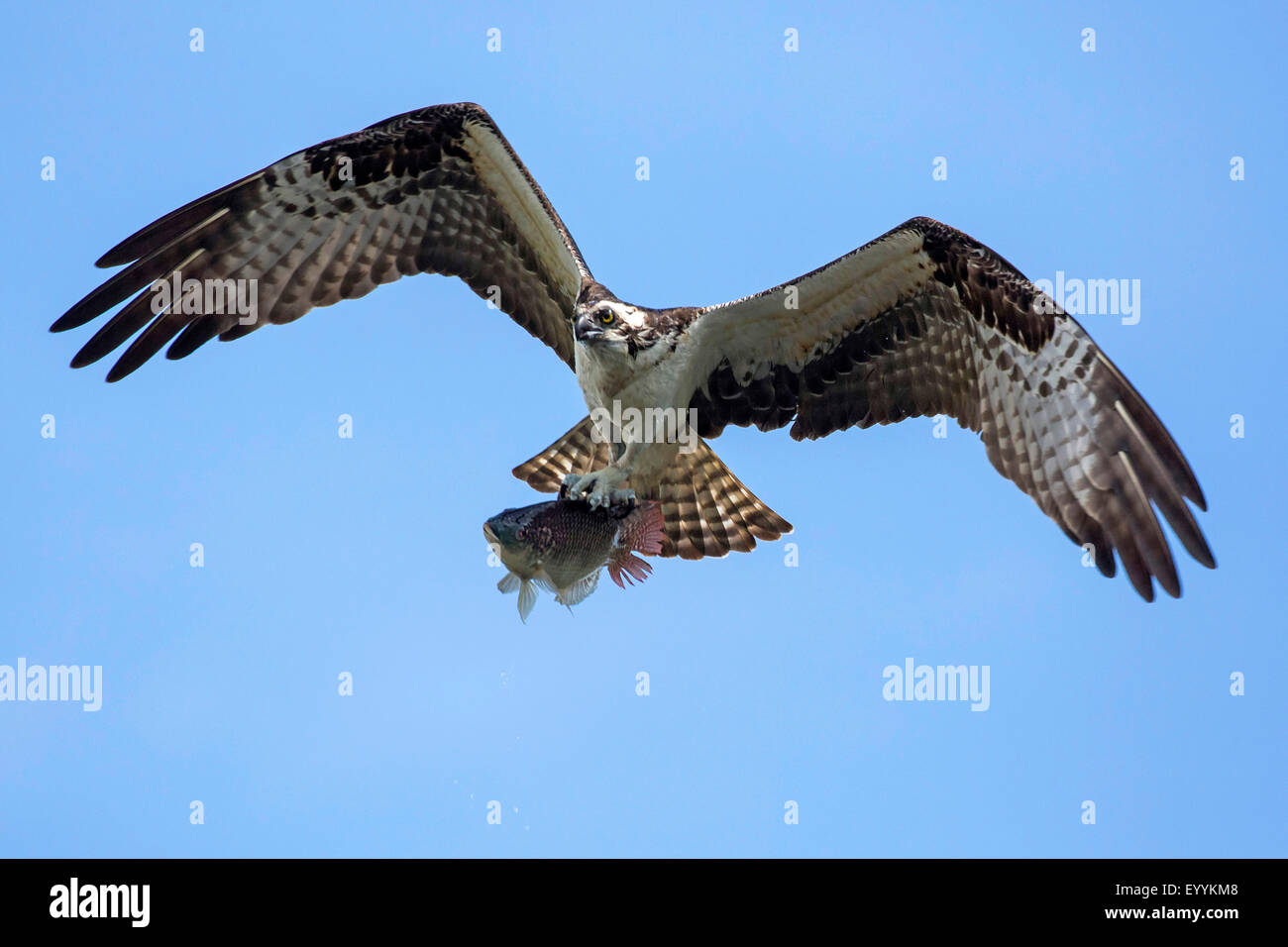 osprey, fish hawk (Pandion haliaetus), flying with caught Tilapia, USA, Florida, Kissimmee Stock Photo