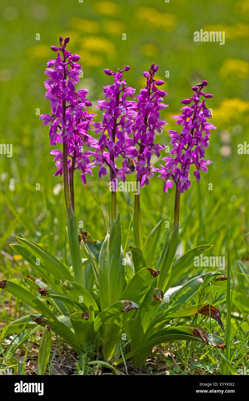 early-purple orchid (Orchis mascula), five flowering early-purple orchids, Germany Stock Photo