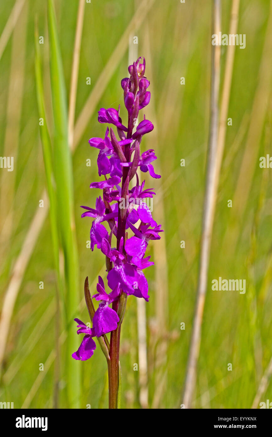 Bog orchid (Orchis palustris, Anacamptis palustris), inflorescence with flowers and flower buds, Germany Stock Photo