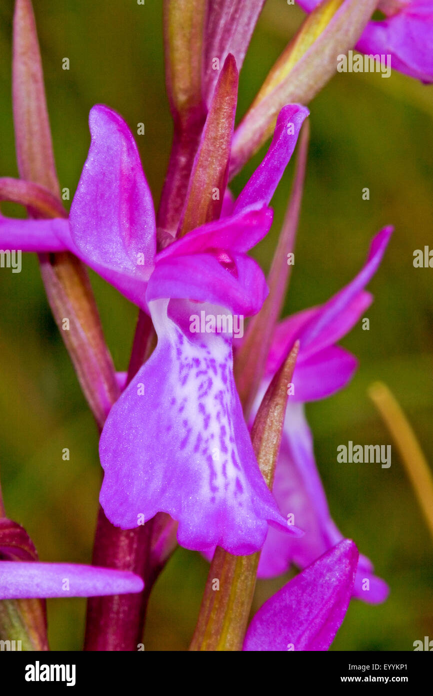 Bog orchid (Orchis palustris, Anacamptis palustris), inflorescence, detail, Germany Stock Photo