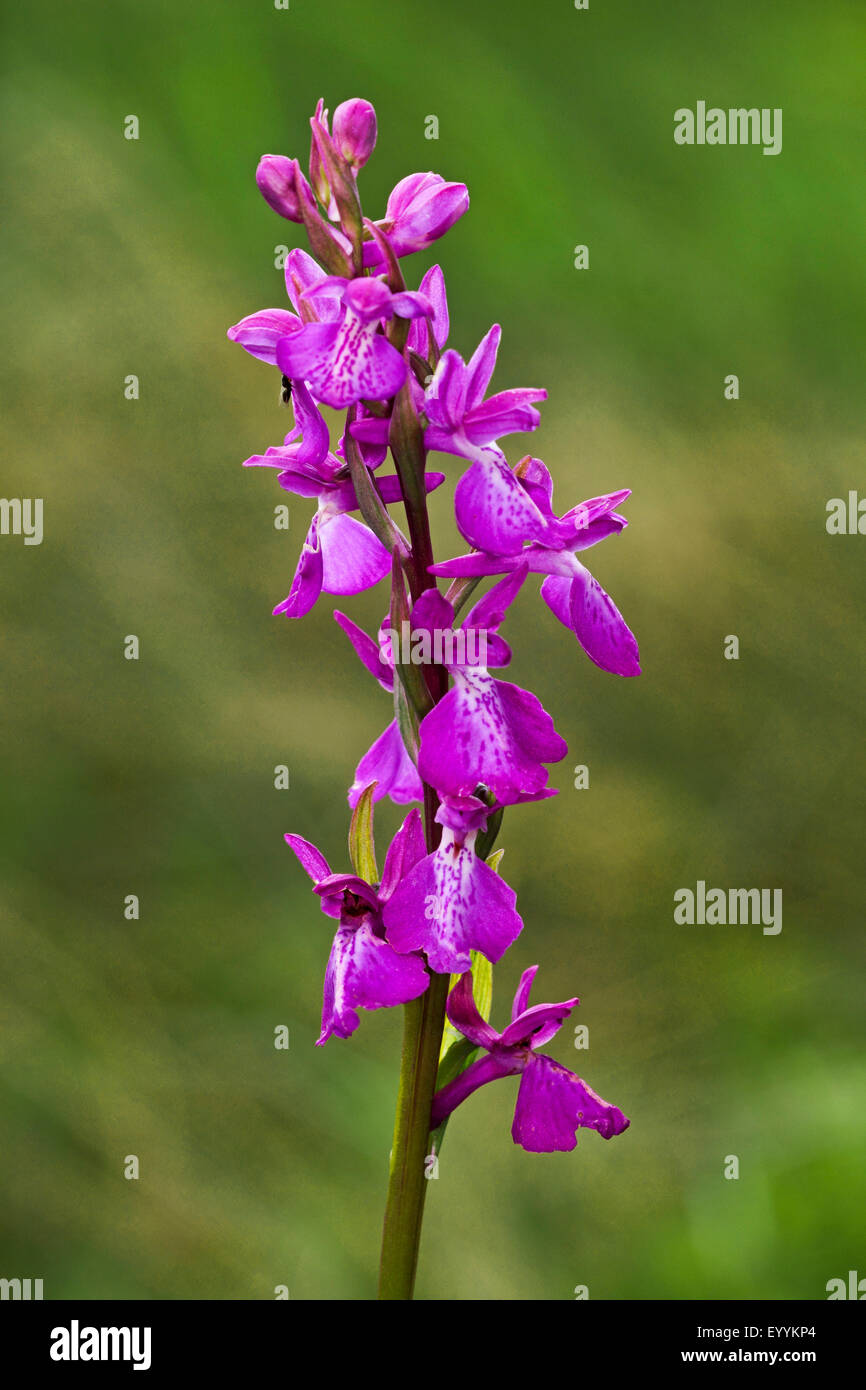 Bog orchid (Orchis palustris, Anacamptis palustris), inflorescence, Germany Stock Photo