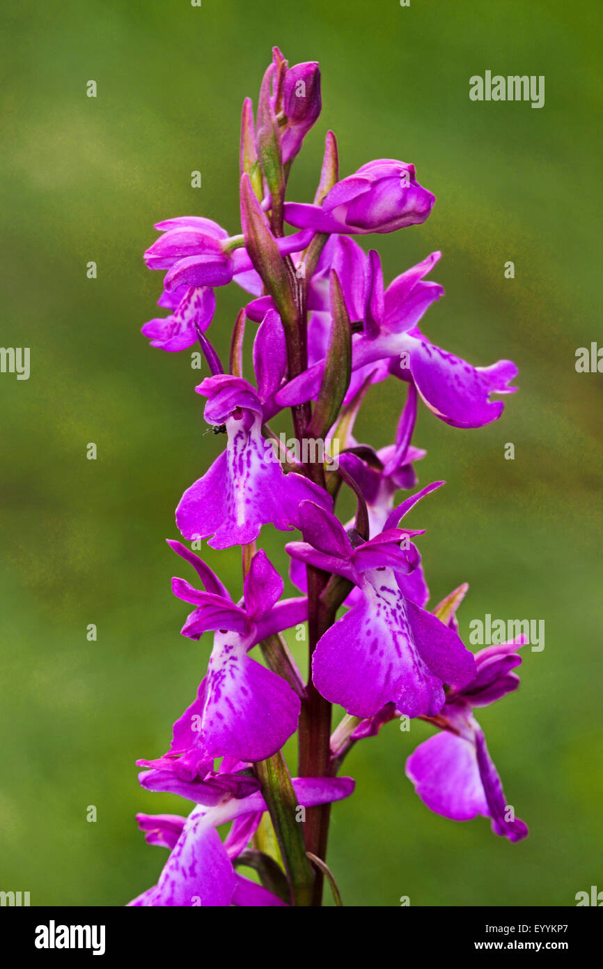 Bog orchid (Orchis palustris, Anacamptis palustris), inflorescence, Germany Stock Photo