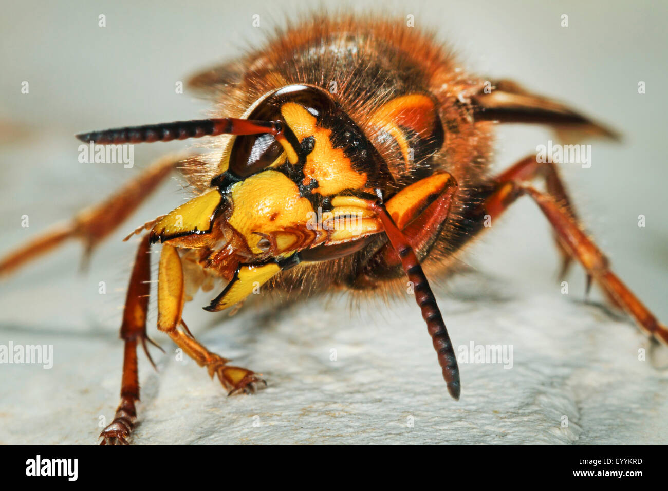 Median wasp (Dolichovespula media), grooming, Germany Stock Photo