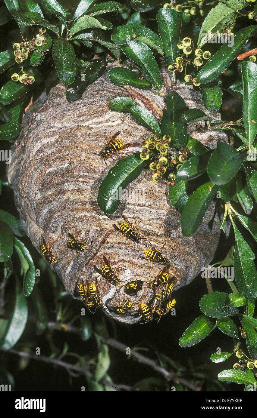 Median wasp (Dolichovespula media), wasp nest at a hedge in a garden, Germany Stock Photo