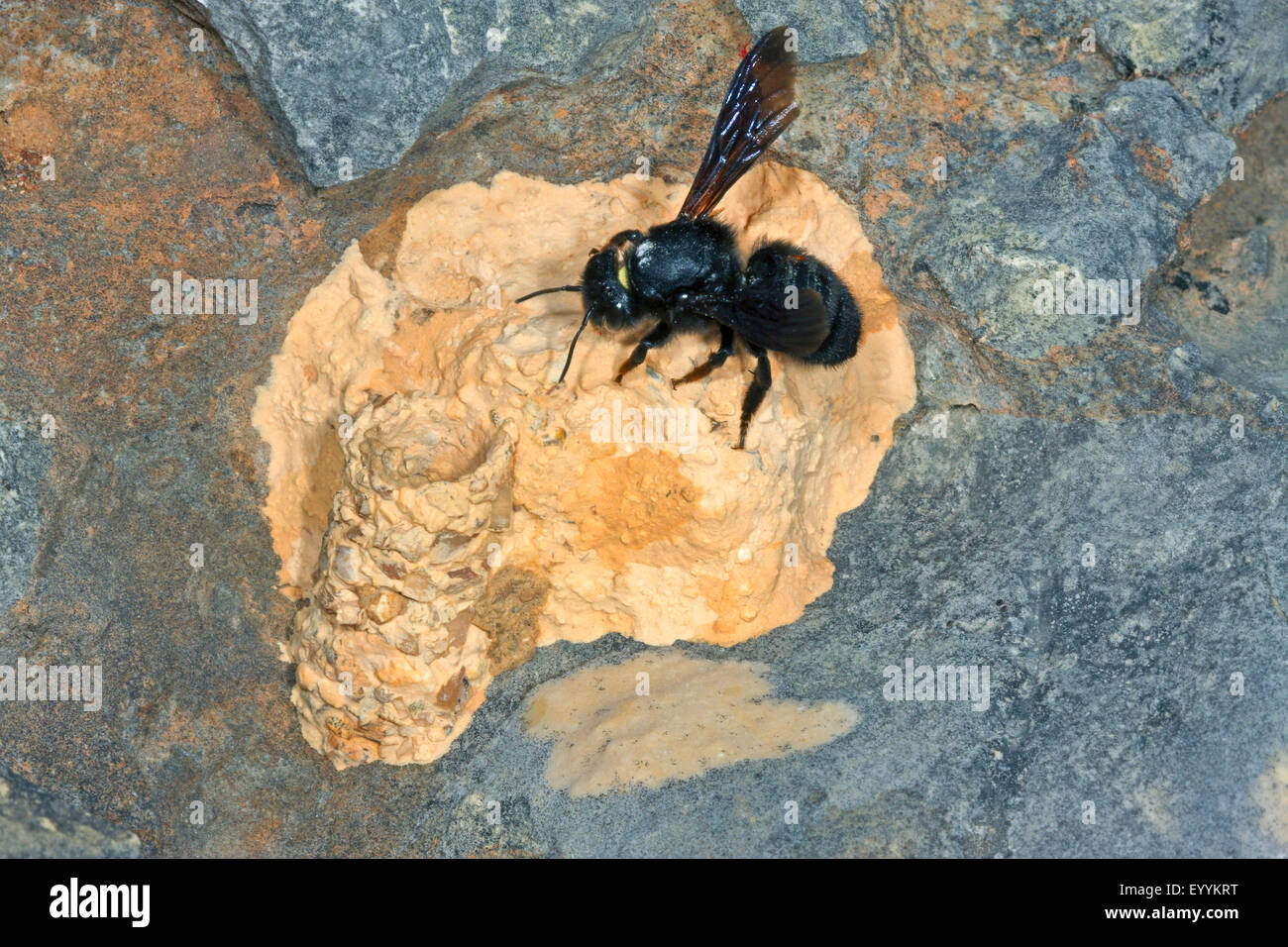 wall bee, mason bee (Megachile parietina, Chalicodoma parietina, Chalicodoma muraria), at its nest build from sand, clay and little stones, Germany Stock Photo