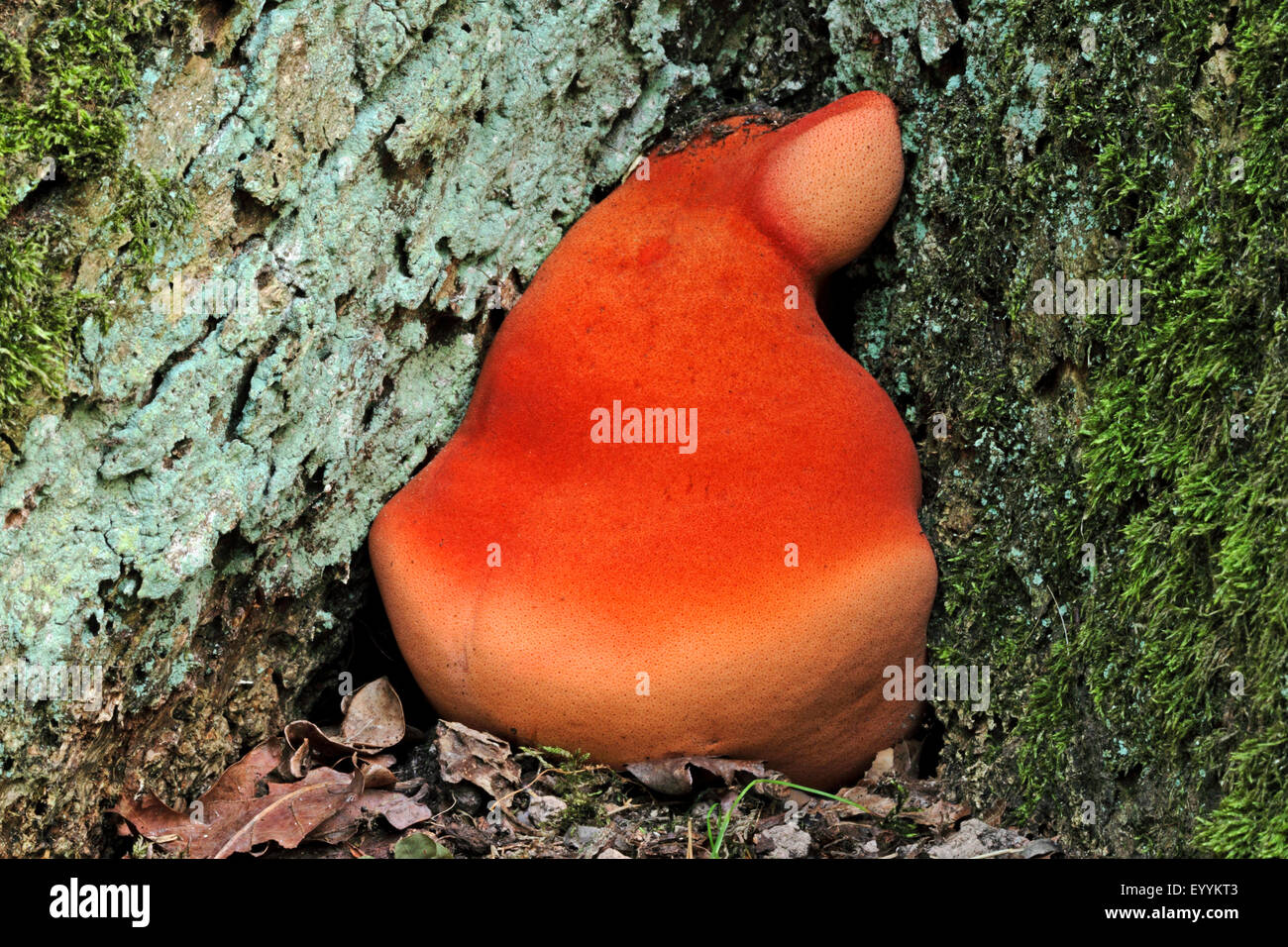 beefsteak fungus (Fistulina hepatica), at the base of a tree trunk, Germany Stock Photo
