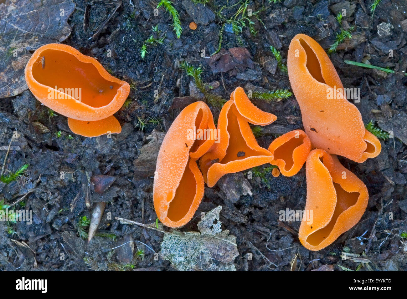 Orange peel fungus (Aleuria aurantia), several fruiting bodies on forest floor, Germany Stock Photo