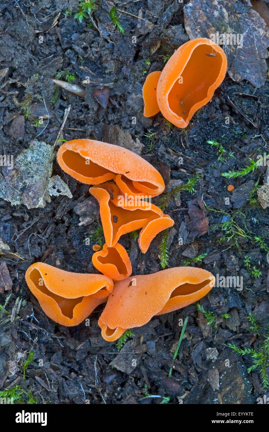 Orange peel fungus (Aleuria aurantia), several fruiting bodies on forest floor, Germany Stock Photo