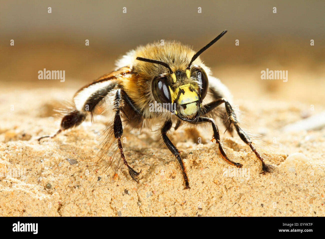 Common Central European flower bee (Anthophora acervorum, Anthophora plumipes), portrait, Germany Stock Photo
